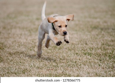 Playful Yellow Lab Puppy Jumping