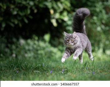 Playful Young Blue Tabby Maine Coon Cat Jumping Over Meadow Floating In The Air Looking Straight Ahead