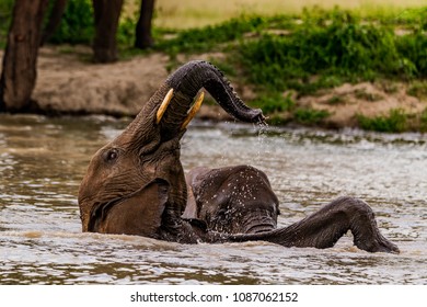 Playful Young Elephant Doing A Backflip In A Fresh Waterhole, Tarangire NP, Tanzania, Africa. Another Calf Is Close By.