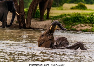 Playful Young Elephant Doing A Backflip In A Fresh Waterhole, Tarangire NP, Tanzania, Africa. Another Calf Is Close By.