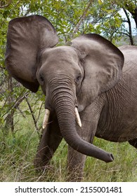 Playful Young Elephant Flapping Its Ears While Getting Ready To Charge. Colorful Beautiful Portrait Photograph Of Big 5 Wild Animal In The Kruger National Park In South Africa.