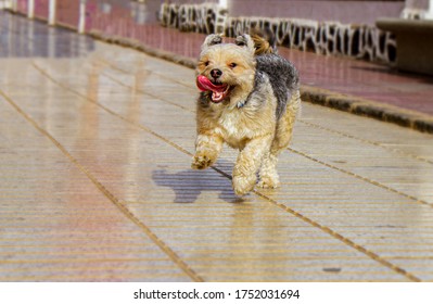 Playful Young Puppy Running Towards Camera.