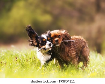 playfully two cavalier king charles spaniel running in spring nature
