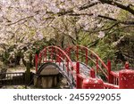 Playground of Asahiyama Shinrin Park ( Mt. Asahi Forest Park ). Cherry blossoms in full bloom in Shikoku island. Mitoyo, Kagawa, Japan.