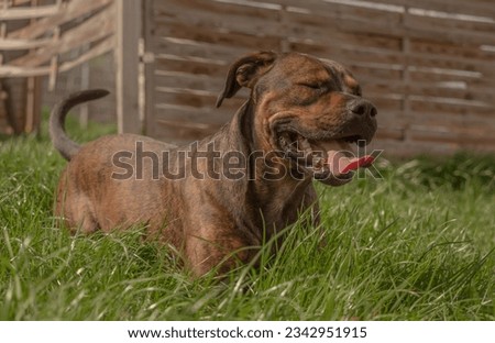 Playing with a american staffordshire terrier ruede in Jena