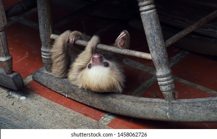 
Playing Baby Sloth In Costa Rica