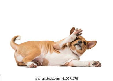 Playing Basenji Puppy Laying On The White Lifting Its Paw Up