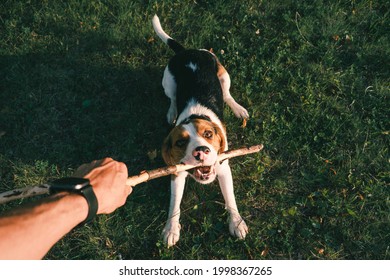 Playing with a beagle dog with stick, first person perspective. Human hand holding stick and happy puppy on the grass, wide angle point of view shot