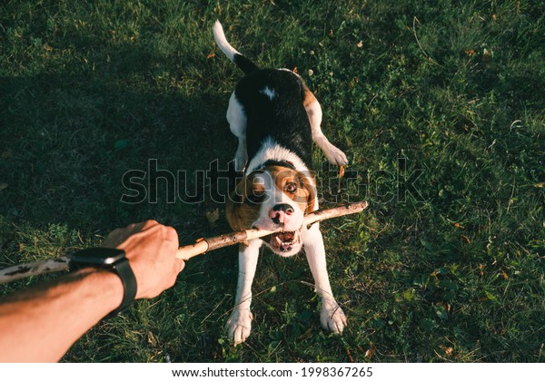 Playing with a beagle dog with stick, first\
person perspective. Human hand holding stick and happy puppy on the\
grass, wide angle point of view\
shot