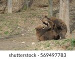 Playing bear cubs