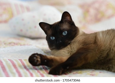 Playing With Cats. Thai Cat As A Traditional Or Old-style Siamese Cat. Close Up Face Of Siamese Adult Cat. 
