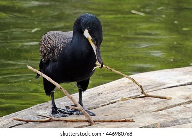 Playing cormorant