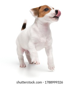 Playing dog puppy jack russell terrier jumping and licks face tongue isolated on white background.