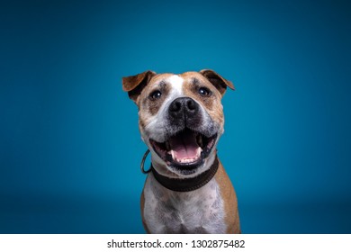 Playing dogs in studio  - Shutterstock ID 1302875482