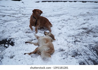             Playing Dog,two Frinds Playing On The Snow                   