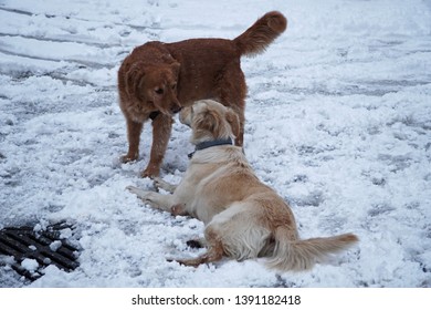             Playing Dog,two Frinds Playing On The Snow                   