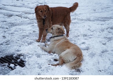             Playing Dog,two Frinds Playing On The Snow                   