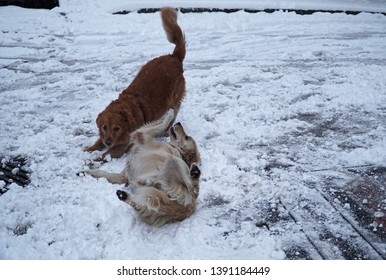             Playing Dog,two Frinds Playing On The Snow                   