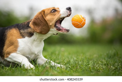 Playing Fetch With Agile Beagle Dog