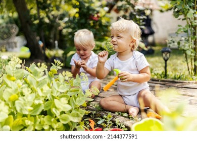 Playing in the garden and smelling linden flowers. Toddlers sit in the yard and play with herbs. A child with blond hair and big blue eyes smells the herb. Growing up in countryside - Powered by Shutterstock