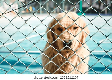 playing with a Golden Retriever through a chain-link fence - Powered by Shutterstock