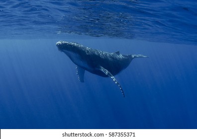 Playing humpback whale calf
