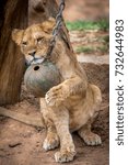 Playing Lion