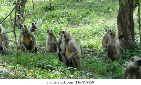 playing monkey with tree 