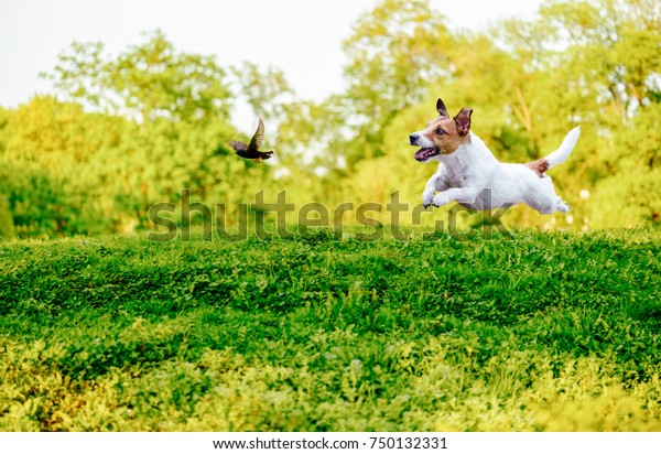 Playing off leash dog\
chasing bird in park