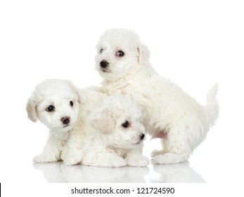 Playing Puppies Of A Lap Dog. Isolated On White Background