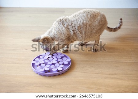 Сat playing with a purple interactive feeder on a wooden floor. The cat is using its paw to retrieve treats from a flower-shaped puzzle toy. Bright lighting enhances cozy and playful atmosphere.