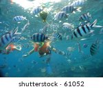 Playing with sergeant major reef fish while snorkelling