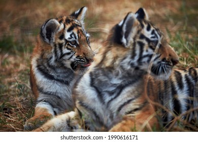 tiger cubs playing with cat