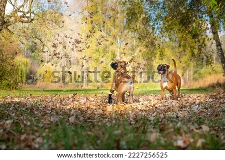 Playtime! Boxer dogs playing with the 
falling tree leaves.