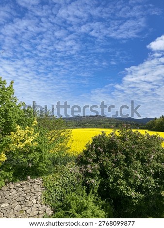 A pleasant summer’s day in the fields. 