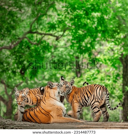 Pleasant security on mother's lap - Tiger Family 