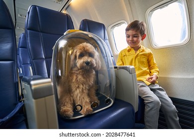 Pleased Young Traveler Sitting With His Dog Aboard The Plane