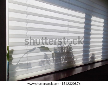 Pleated blinds XL, white color, with 50mm fold closeup in the window opening. On the windowsill behind pleated shades, shadows of indoor plants shine through. Modern home curtains closed.