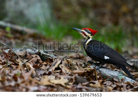 Pleated woodpecker in forest