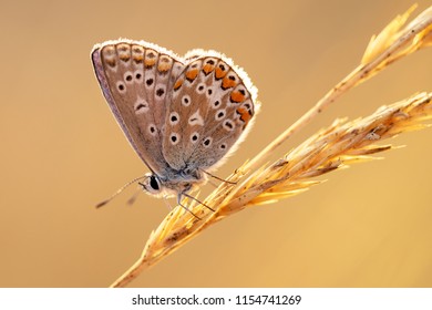 plebejus argus blue butterfly