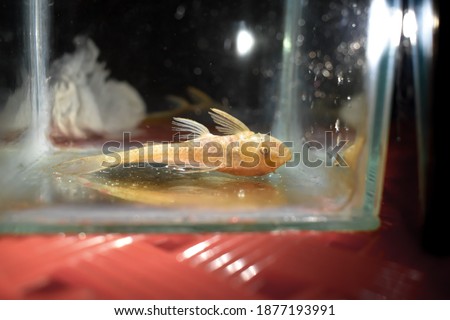 Pleco fish or Suckermouth catfish died due to poor water quality i.e. ammonia poisoning. Dead Small fish.