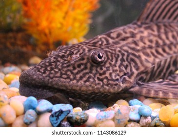 Plecostomus Fish Closeup