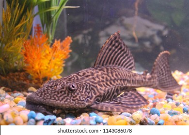 Plecostomus Fish In Tank