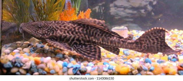 Plecostomus Fish In Tank