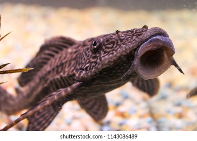 Plecostomus Fish In Tank