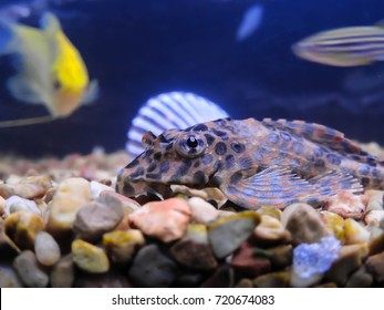 Plecostomus Pleco Algae Eater Fish Laying Stockfoto 720674083 ...