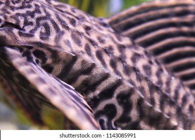 Plecostomus Skin Closeup