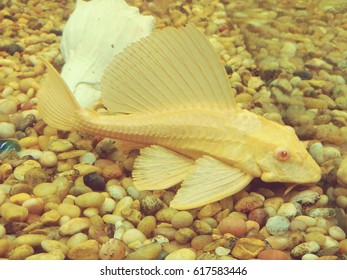 Plecostomus Swimming In A Tank