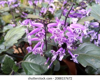 Plectranthus Images, Stock Photos u0026 Vectors  Shutterstock