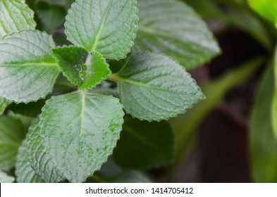 Plectranthus Amboinicus In The Garden.